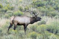 Bull elk bugle in sage Royalty Free Stock Photo