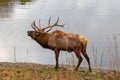 Elk Bugle During the Rut Royalty Free Stock Photo