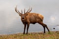Bull Elk Bugle Royalty Free Stock Photo