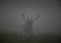 Bull Elk Bugles In The Morning Fog Royalty Free Stock Photo