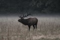 Bull Elk Bugles in Morning Fog Muted Royalty Free Stock Photo