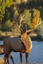 Bull Elk Bugling Royalty Free Stock Photo