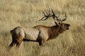Bull Elk Bugling 2 Royalty Free Stock Photo