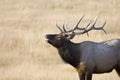 Bull elk bugling