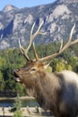 Bull Elk Bugling Royalty Free Stock Photo