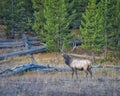 Bull Elk Bugling Royalty Free Stock Photo
