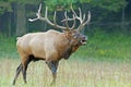 Bull elk bugling in Cataloochee, part of the Smokies. Royalty Free Stock Photo