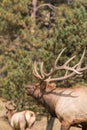 Bull Elk Bugling Close Up Royalty Free Stock Photo