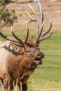 Bull Elk Bugling Close Up Royalty Free Stock Photo