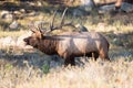 Bull elk bugling Royalty Free Stock Photo