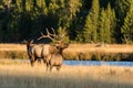 Bull Elk Bugling at Cows in Rut Royalty Free Stock Photo