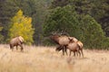 Bull Elk Bugling at Cows in Rut Royalty Free Stock Photo