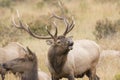 Bull elk bugling for dominance Royalty Free Stock Photo