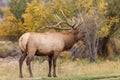 Bull Elk Bugling Royalty Free Stock Photo