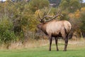 Bull Elk Bugling in Fall Royalty Free Stock Photo