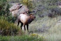 Bull elk bugling Royalty Free Stock Photo