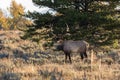 Bull Elk Bugling in Fall Royalty Free Stock Photo