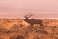 Bull Elk Bugling Royalty Free Stock Photo