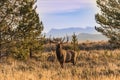 Bull Elk Bugling in Fall Royalty Free Stock Photo