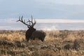 Bull Elk Bugling in the Fall Rut Royalty Free Stock Photo