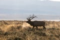 Bull Elk Bugling in Fall in Wyoming Royalty Free Stock Photo