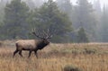 Bull Elk Bugling in the Rut in Wyoming in Fall Royalty Free Stock Photo