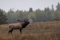 Bull Elk Bugling in the Rut in Wyoming in Fall Royalty Free Stock Photo