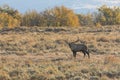 Bull Elk Bugling in Fall in Wyoming Royalty Free Stock Photo