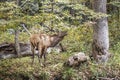 Bull elk bugling in a forest in the Great Smoky Mountains National Park, North Carolina, USA