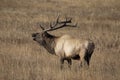 Bull elk bugling in a meadow Royalty Free Stock Photo