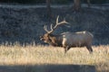 Bull Elk Bugling in Meadow in Rut Royalty Free Stock Photo