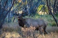Bull Elk bugling in Moraine Park meadow portrait