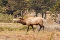 Bull Elk Bugling Royalty Free Stock Photo