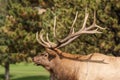 Bull Elk Bugling Portrait Royalty Free Stock Photo