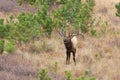 Bull Elk Bugling in Rut Royalty Free Stock Photo