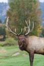 Bull Elk Bugling in rut Royalty Free Stock Photo