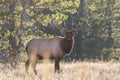 Bull Elk Bugling in Rut Royalty Free Stock Photo