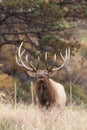 Bull Elk Bugling in Rut Royalty Free Stock Photo