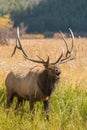 Bull Elk Bugling in Rut Royalty Free Stock Photo