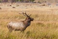 Bull Elk Bugling in Rut Royalty Free Stock Photo