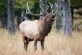 Bull elk bugling by timbers