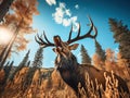 Bull elk bugling up close Royalty Free Stock Photo