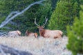 Bull elk Royalty Free Stock Photo