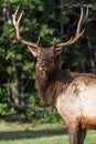 Bull Elk Royalty Free Stock Photo