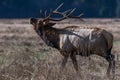 Bull Elk Royalty Free Stock Photo