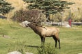 Bull Elk calling his harem in Mammoth Hot Springs Yellowstone Royalty Free Stock Photo