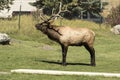 Bull Elk calling his harem in Mammoth Hot Springs Yellowstone Royalty Free Stock Photo