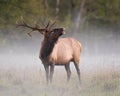 Bull elk calling on a misty morning