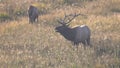 Bull elk calling during the rut at yellowstone Royalty Free Stock Photo