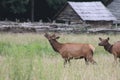 Bull elk calling Royalty Free Stock Photo